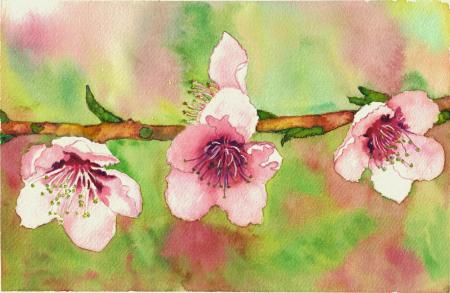 Peach Blossoms