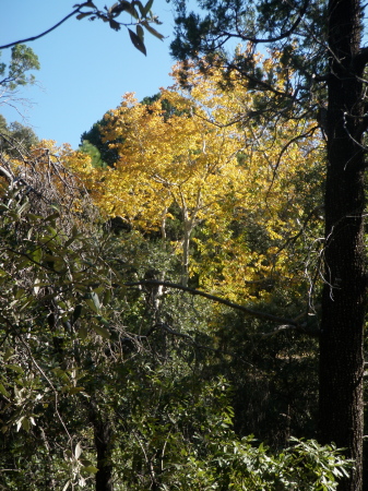 Arizona sycamore color, 10/29/10