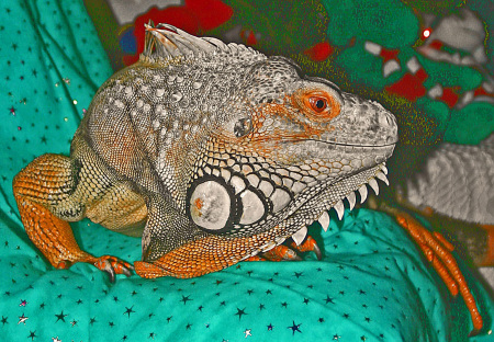 Iguana