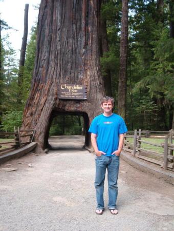 California redwoods