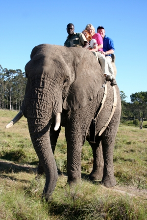 Elephant ride in Knysna Park