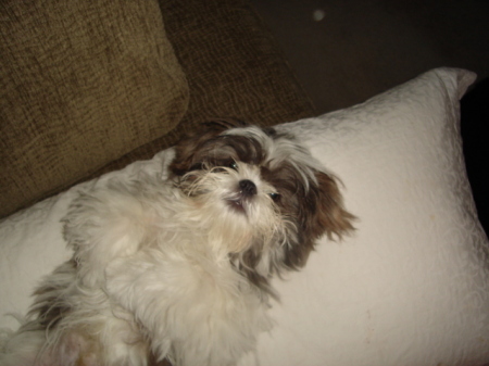 oliver before his hair cut 8-19-2008 027