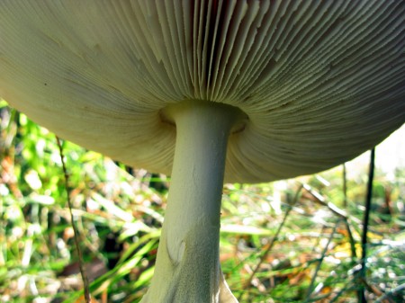 Big Mushroom