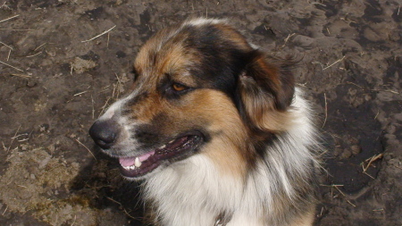 riley our herding dog