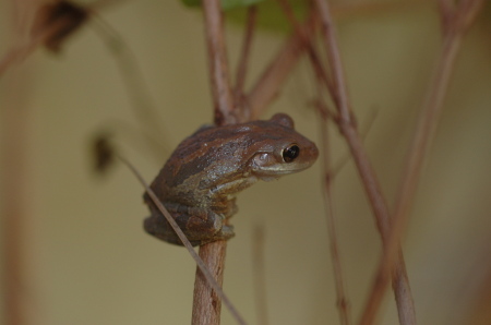 tree frog 2