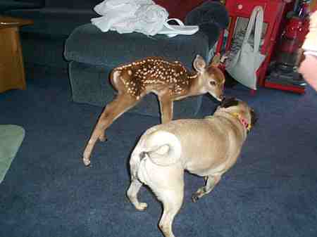Fawn and the Pug