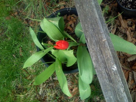 Spring 2008 Tulips