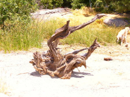 Beached Driftwood