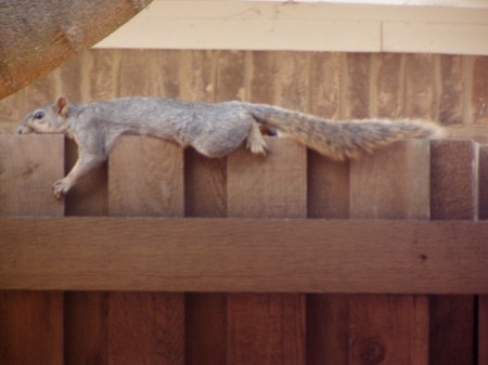 TX squirrel - it's too darn hot down here!!!