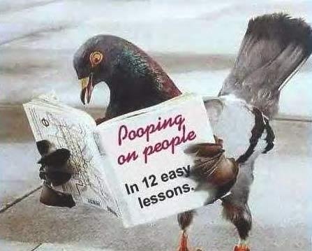 pigeon reading pooponpeopel