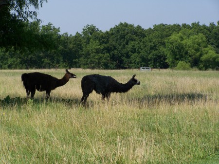 Our Llamas Grazing on the feilds of Green