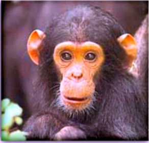 chimp