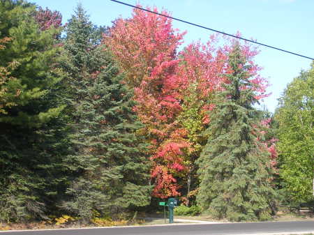 Fall Coloars in Mich.