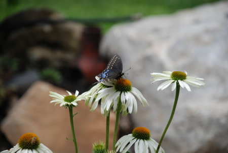 butterfly on Echinacea