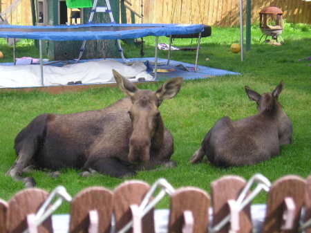 Moose in the Yard..