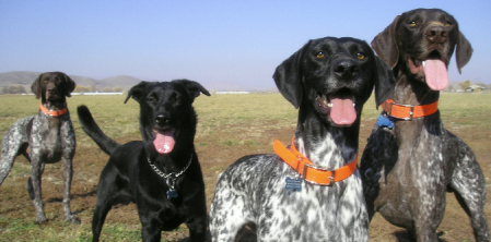 HAPPY DOGS! HAPPY DOGS!