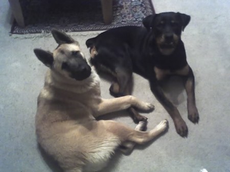 My dogs Tank (rott) and Harley