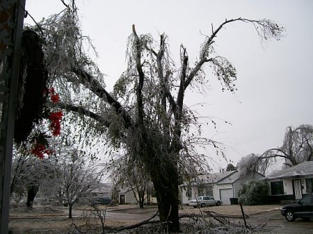 Ice storm of 2007 the only tree I had...