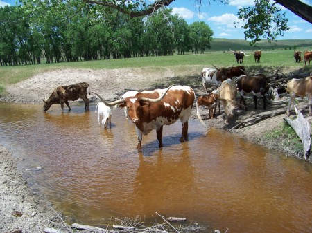 Cattle at the Creek