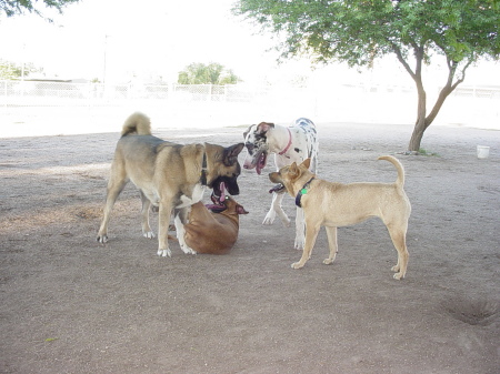 Yuuki and his pals at the dog park