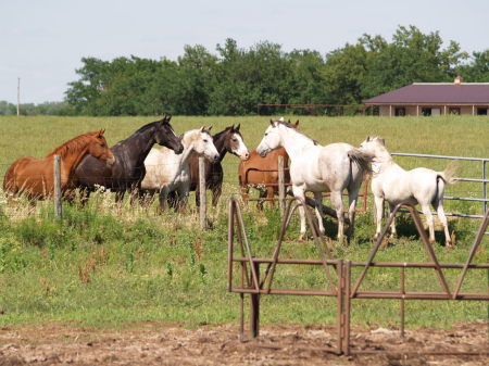 Horses- June 2008