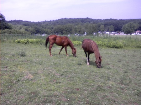Our horses.