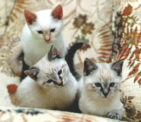 Kittens 1998