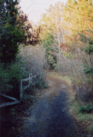 late afternoon path at Quogue Wildlife Refuge