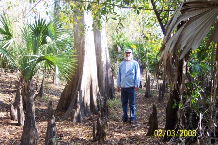 Cypress tree`s W/knees