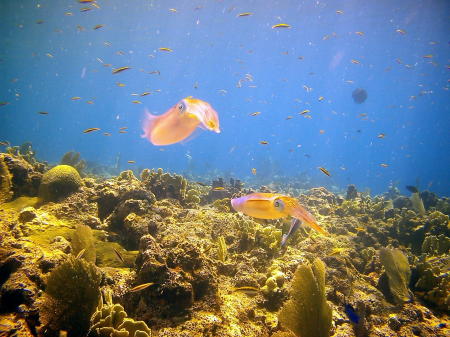 underwater pics