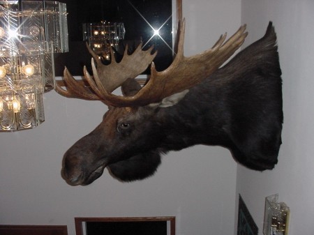 Northern Canadian Moose