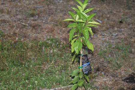 Memorial Tree for Charlie