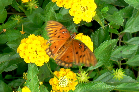 butterflies 2007