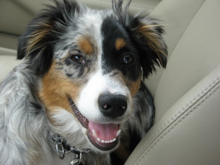 Jodie - Australian Shepherd