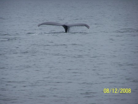Great tail shot of one of the whales