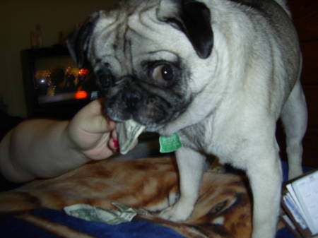 My Pug Dog Butch