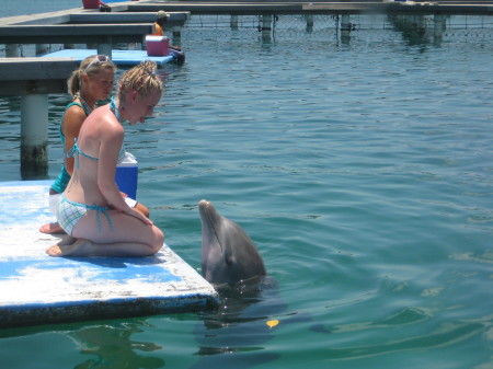 Swimming with the Dolphins in Roatan