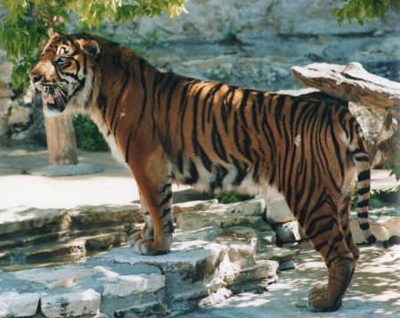 Captured at San Antonio Zoo