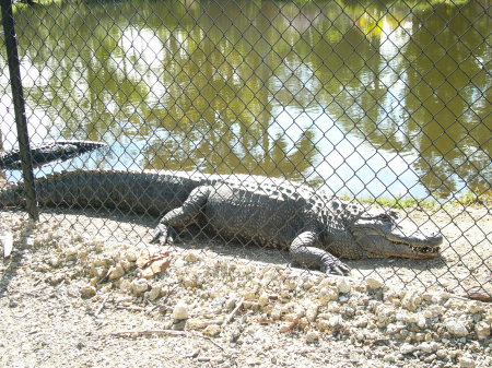 A Naples Zoo Gator