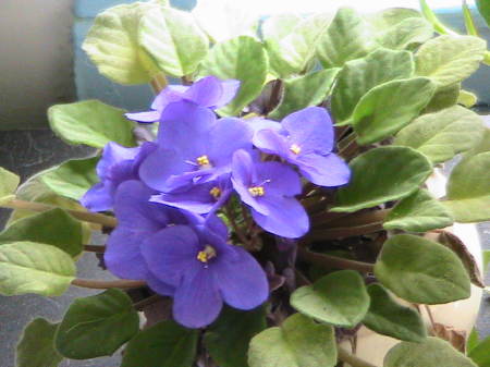 Pretty African violet.