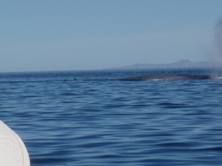 Blue whale Sea of Cortez Mar '07
