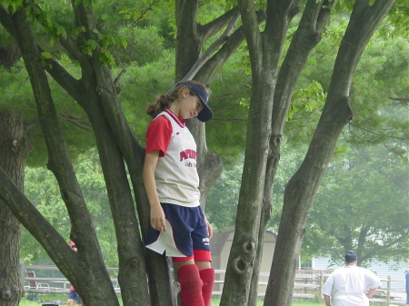 Tori in a tree