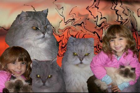 Collage of cats & Danielle