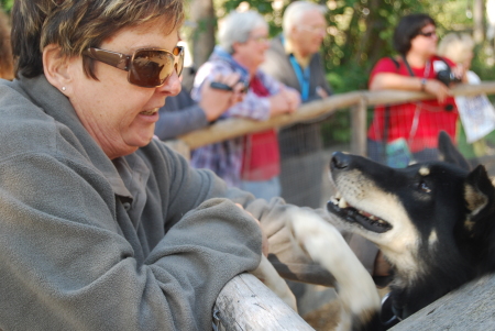 This sled dog took to JoLee right away.