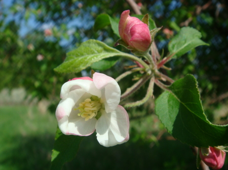 Beginning to bloom, 05.07.08