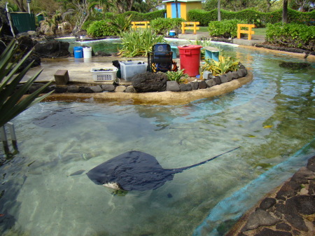 Swimming with the Sting Rays