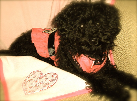 Lucy, my toy poodle