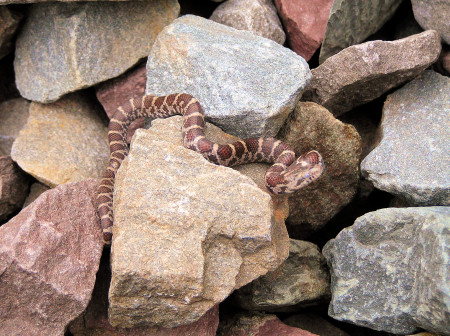 Young Eastern Milk snake