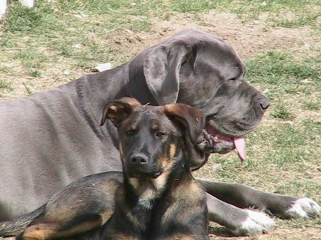 these are two of my dogs, i have several more