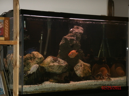 African Cichlid Aquarium